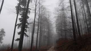 Relaxing Virtual Drive Through Foggy Forest  1 Hour Rain Sound on Car Roof [upl. by Karoline]