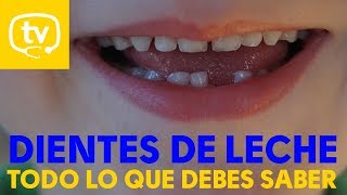 ¿Cuándo salen los dientes de leche ¿Cómo hay que lavarlos [upl. by Hsac]