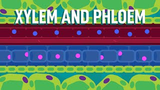 Xylem and Phloem  Transport in Plants  Biology  FreeAnimatedEducation [upl. by Osbourn670]