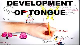 Development of Tongue  Embryology video [upl. by Madelle]