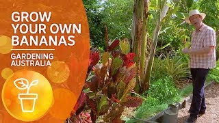 How To Grow a Banana Tree [upl. by Schuster]