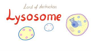 Lysosome [upl. by Aluap232]