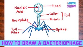 👻💀☠️Bacteriophage Part 1 Generalized Transduction👽🤠😈 [upl. by Zedecrem]