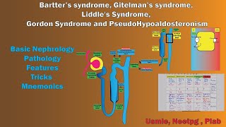 Bartter syndrome Gitelman syndrome Liddles Syndrome Gordon Syndrome and PseudoHypoaldosteronism [upl. by Marlin]