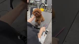 CUTEST BICHON FRISES BROWN COAT MUSTACHE TRIMING AND NEW LOOK 🐾🐶 dog cute pets puppy [upl. by Haelahk]