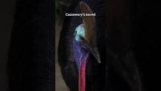 Cassowary’s sound ffshorts animals soundofnature wildlife sound cassowary shortvideo shorts [upl. by Selokcin]