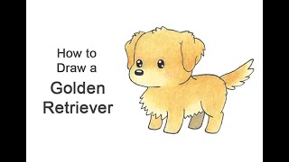 How to draw a Golden Retriever Cartoon [upl. by Sinegold]