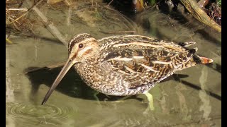 Wilsons snipe  dancing walk [upl. by Ellerad27]