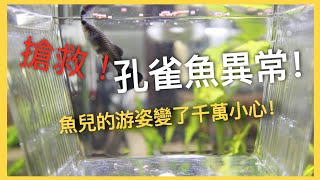 孔雀魚｜游姿異常｜搶救魚缸內的孔雀魚 [upl. by Daigle]