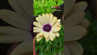 Osteospermum  Dimor  African Daisy  Dimorpotheca  Six Color  Multi Color [upl. by Raine761]