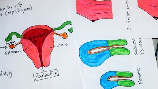 Puberty Physiology Changes during puberty and Tanner stage Visual learning with Mnemonic [upl. by Allecram841]