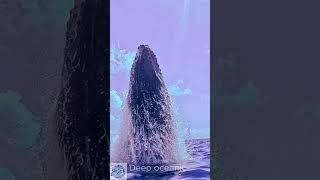 How whales breathe underwater deepoceanic animals viral [upl. by Murrah659]