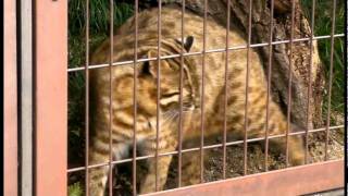 ツシマヤマネコ「ひなた」Tsushima Leopard Cat HINATA [upl. by Giule692]