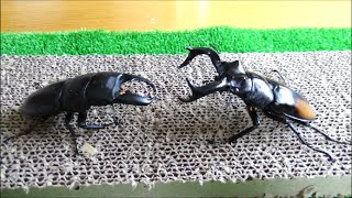 スマトラオオヒラタクワガタvsセアカフタマタクワガタ stag beetle fight [upl. by Enialedam597]