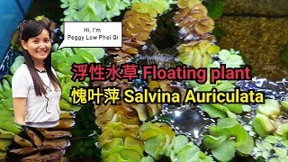 分享水草愧叶蘋 Salvinia auriculata 浮萍浮水性植物生態水草缸遮光淨化水質愧叶萍 [upl. by Rosette]