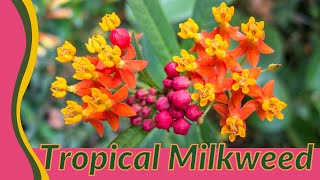 The Unexpected Truth Behind Tropical Milkweed Asclepias curassavica [upl. by Ylloj]