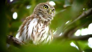 Caburé  Glaucidium brasilianum  Ferruginous PygmyOwl [upl. by Nide]