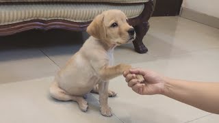 Labrador puppy training [upl. by Acebber]