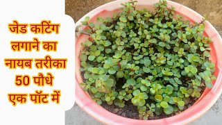 🔴 जेड प्लांट की कटिंग से बिना झंझट तैयार करें 40 पौधे यूनिक तरीकाJade plant from cutting 🌿 [upl. by Aggappe]