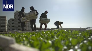 Corona Ernte in Krisenzeiten  DIE REPORTAGE  NDR Doku [upl. by Colner]