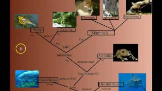 Vertebrate Diversity An Introduction [upl. by Julieta617]