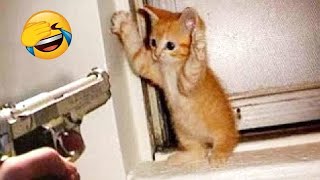 Funny Dogs And Cats Videos 2024 😅  Best Funniest Animal Videos Of The week 1296 [upl. by Eelaras]