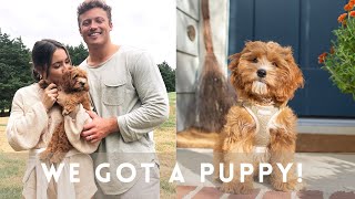 Picking up our Cavapoo Puppy And our first 6 month recap training pros and cons etc [upl. by Lilas]