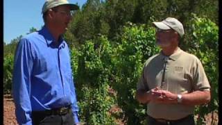 How To Choose A Table Grape Variety To Grow [upl. by Skelton]