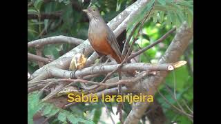 Avifauna sítio Adalmário Mutum [upl. by Ayatahs]