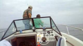 Dolphin Caught Shark fishing at Bone Wreck off chincoteague Island Virginia [upl. by Lucila874]