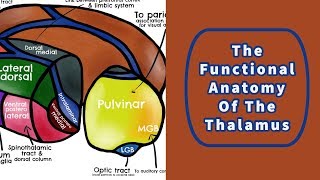 The Functional Anatomy of the Thalamus [upl. by Christoffer]