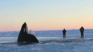 11 Desperate Orcas Trapped in Ice Make Dramatic Escape [upl. by Norford348]