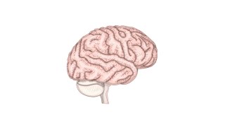 Basic neurological examination demo [upl. by Sergent]