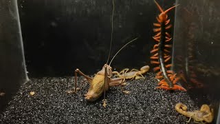 Centipede vs scorpion vs pangolin wonderful insect battle unexpected ending [upl. by Lyris]