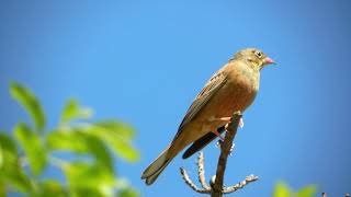 Ortolan Bunting Song amp Call  Bulgaria April 2018 [upl. by Toomay]