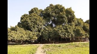 Banyan TreeBorr ka darakht Pakistans largest and oldest Tree near Moriwal Mid Ranjha [upl. by Arbrab517]