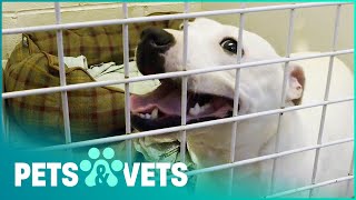 How To Save A Dogs Life  Animal Rescue School [upl. by Atterehs]