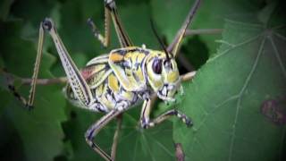 Grasshopper World upclose and personal [upl. by Notgnimer789]