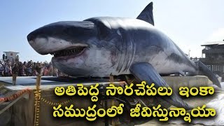 BIGGEST SHARKS IN THE WORLD  T Talks [upl. by Pilihp330]