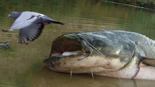 KILLER CATFISH HUNT PIGEONS ON LAND [upl. by Patience]