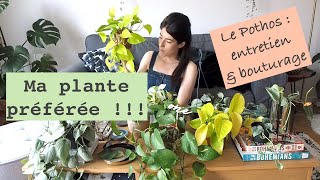 Ma plante préférée  le Pothos entretien et collection [upl. by Bat]