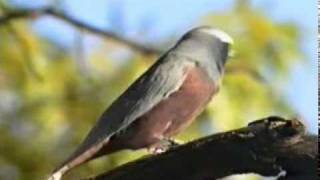 Whitebrowed Woodswallow Artamus superciliosus [upl. by Hairam]