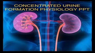 Concentrated Urine Physiology Notes  Guyton and Hall Physiology [upl. by Steward]