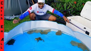 SAVING LIVE TURTLES from FOREIGN FOOD MARKET [upl. by Suertemed]