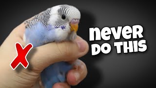 12 Things You Should Never Do to Your Budgie [upl. by Elazaro]