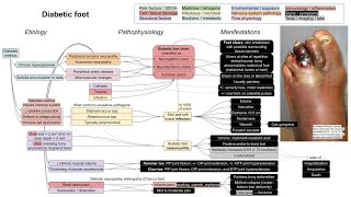 Diabetic foot mechanism of disease [upl. by Lovmilla]