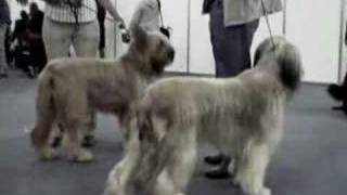 Briard Dog Movie [upl. by Baird]