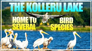 Best Time To Visit Kolleru Lake  Home To Several Rare Bird Species  Hybiz tv [upl. by Adnomal]