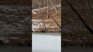 2 Stunning Red Foxes Nuzzle by Frozen Pond  Good Girl Barks from Afar in Winter Wonderland nature [upl. by Ive]