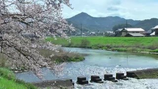 鳥取県 南部町 法勝寺 桜 土手 [upl. by Armyn426]